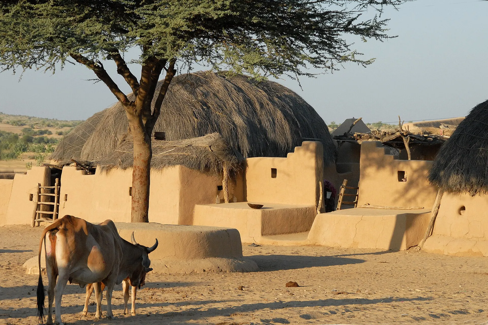 Trotters cameleer leading a camel across the golden Thar dunes at dusk