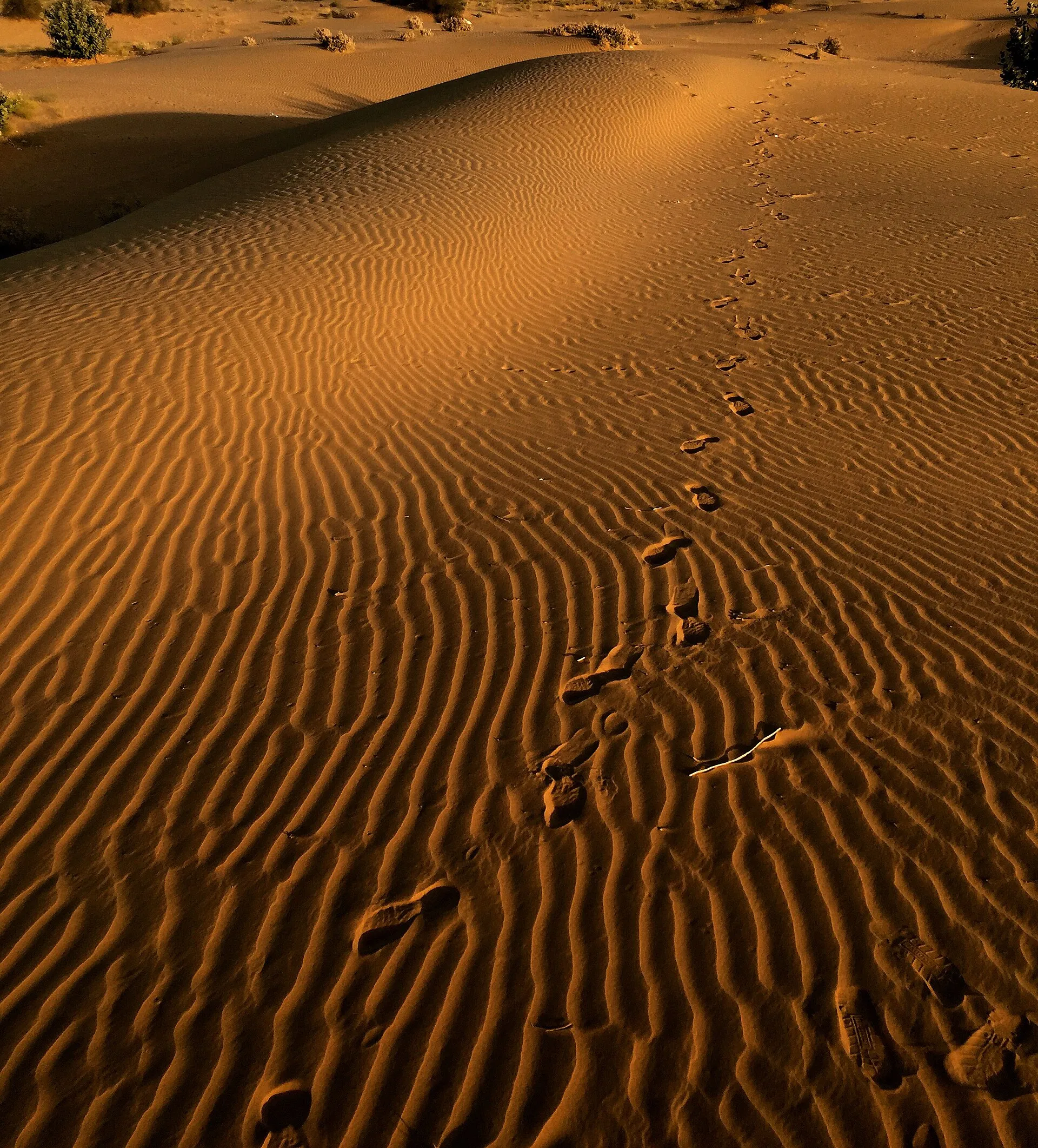 Jeep dune bashing across the Sam Sand Dunes in Jaisalmer