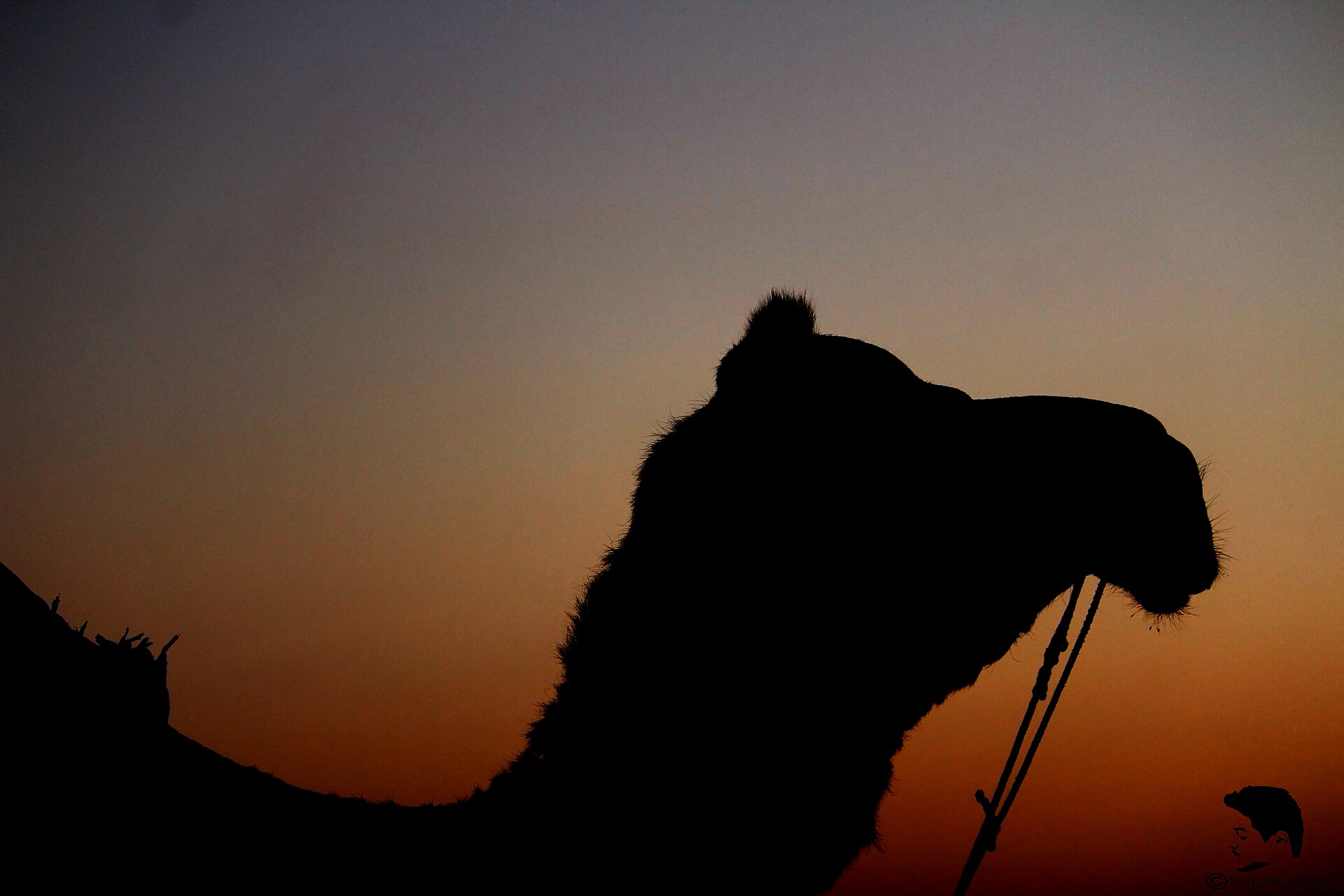 Half-Day Sunset Camel Safari — desert experience in Jaisalmer