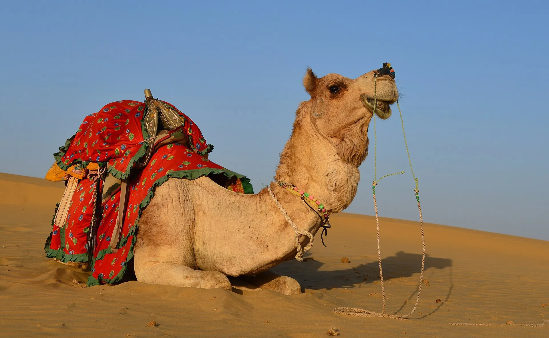Swiss tents at a luxury desert camp near Sam Sand Dunes