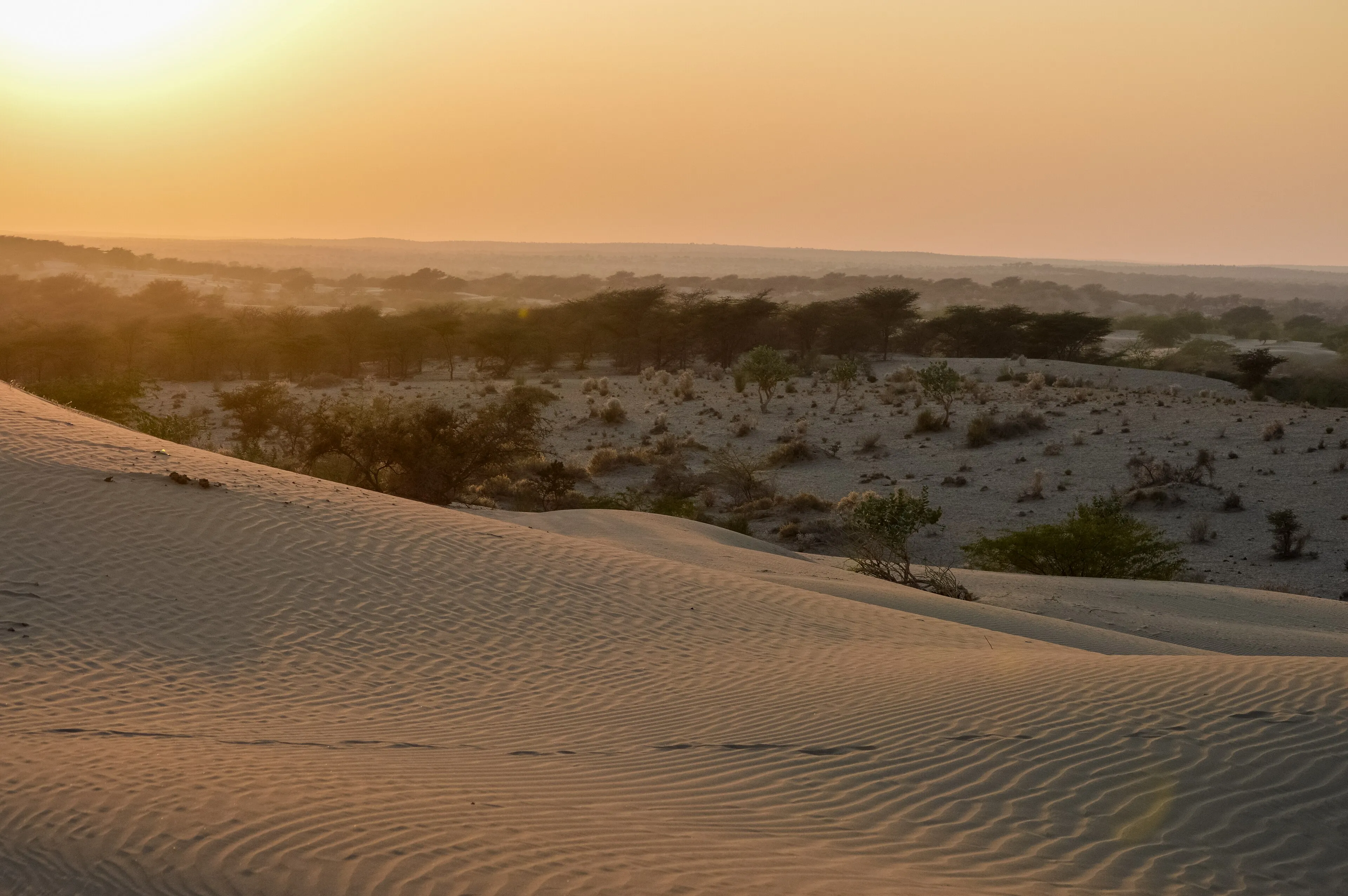Camel silhouettes on the Sam Sand Dunes at sunset near Jaisalmer