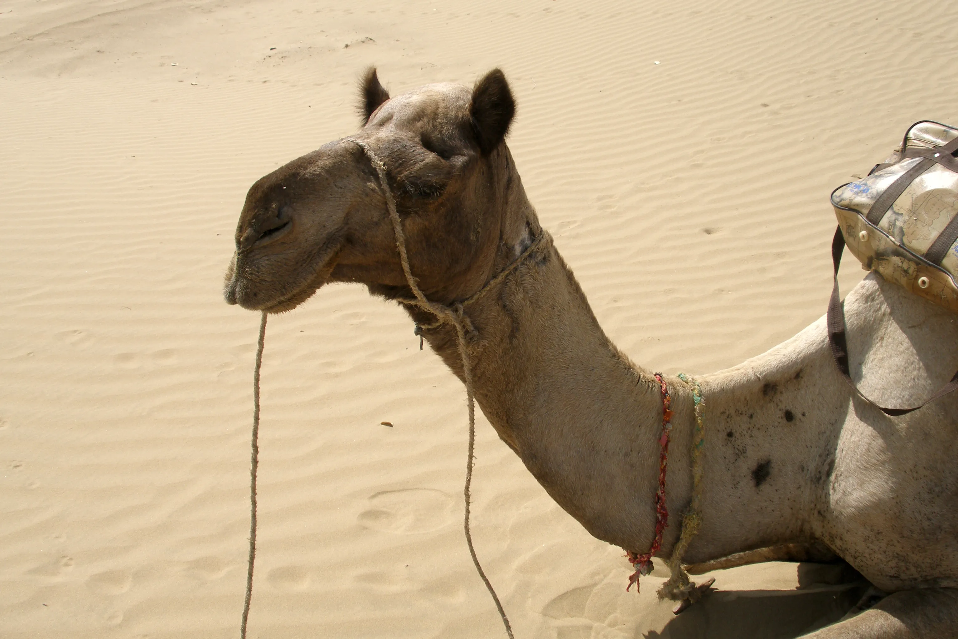 Fortuner Safari — desert adventure activity in Jaisalmer
