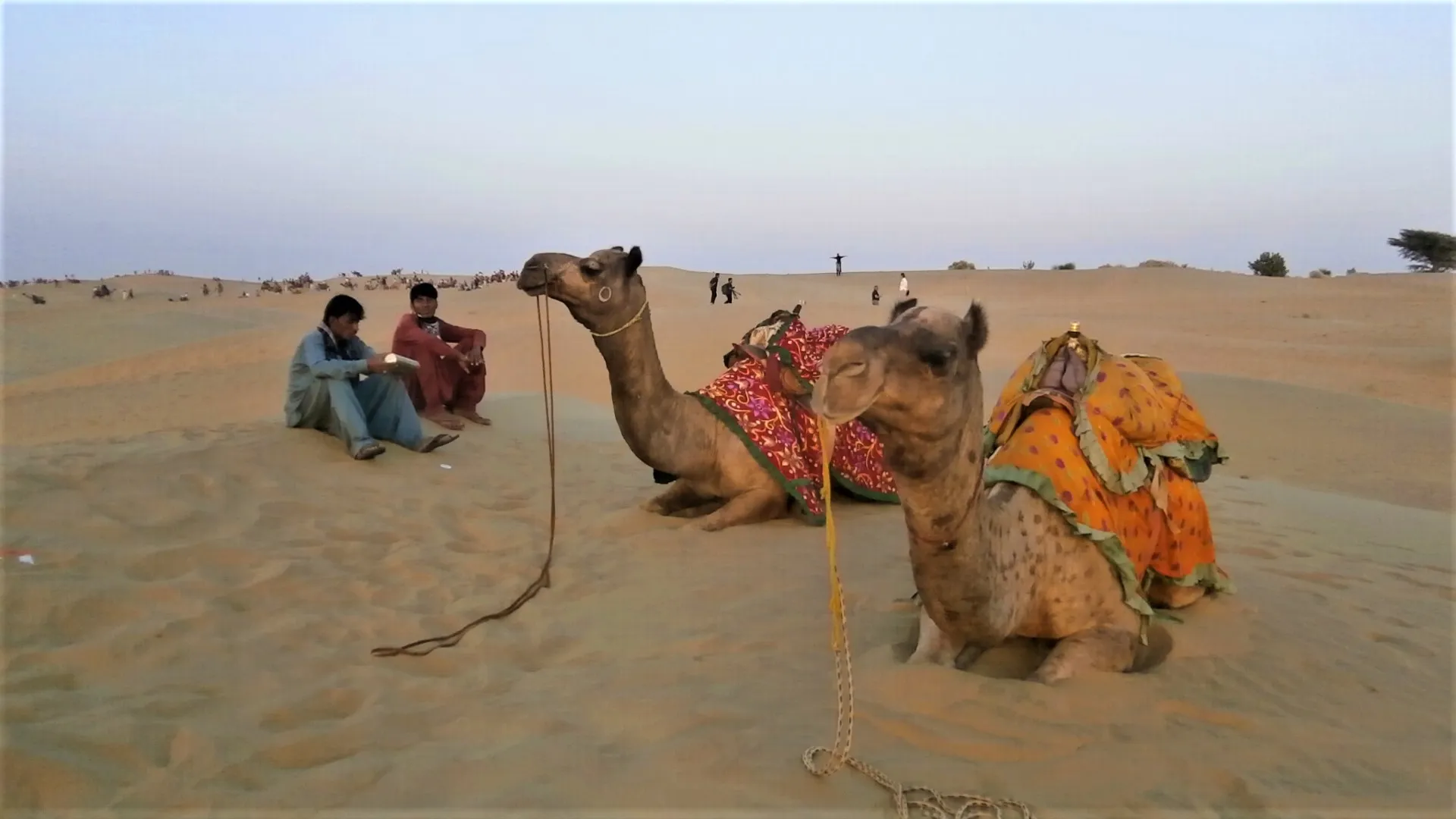 Trotters cameleer guiding a camel across the golden dunes at dusk